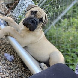 Bullmastiff Puppies from Amulet Bullmastiffs