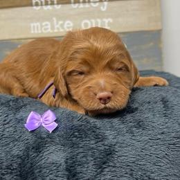 Meli's Purple Female - Apricot female Goldendoodle puppy in Great Falls, Montana from Montana Goldendoodles