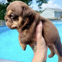 Tommy - Chocolate tri-color male Bulldog puppy in Fort Oglethorpe, Georgia from Jhuntfrenchies