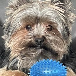 Yorkshire Terriers from Jacquie's Yorkies