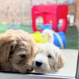 Goldendoodle Puppies from Lundee Doodles