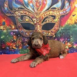 Red - Sable female Poodle puppy in Houma, Louisiana from Smart Azz Poodles