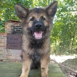 Orange Collar - Sable male German Shepherd puppy in Casscoe, Arkansas from Crown H Shepherds