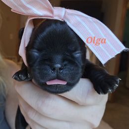 Olga ( teal collar) - Black female Brussels Griffon puppy in Welch, Minnesota from Baringer Brussels
