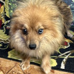 Bree Bean - Pomeranian
