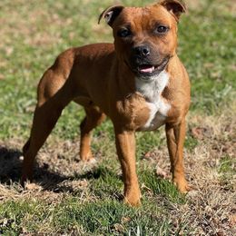 Glasha - Staffordshire Bull Terrier