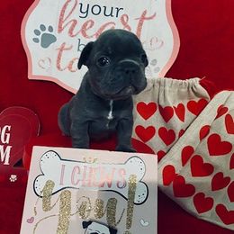 French Bulldog Puppies from Fur Baby Farms