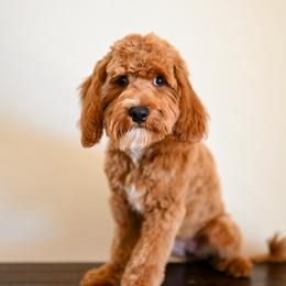 Lulu - Red female Cavapoo puppy in Tucson, Arizona from Sun Valley Goldendoodles