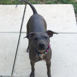 Nisha - American Hairless Terrier