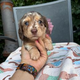 Chocolate and cream dapple - Chocolate and cream female Dachshund puppy in Manteca, California from Sweet and Low Dachshunds