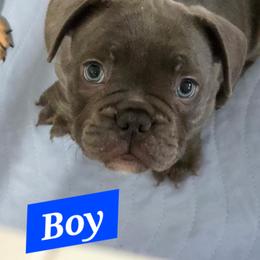 Grey - Fawn and white male French Bulldog puppy in Whittier, California from West Coast Bullies & Frenchies