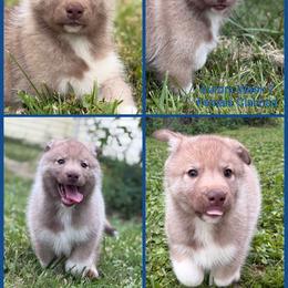 Franky - Red and white female Siberian Husky puppy in Canton, Ohio from Bleu Skies Siberian Huskies