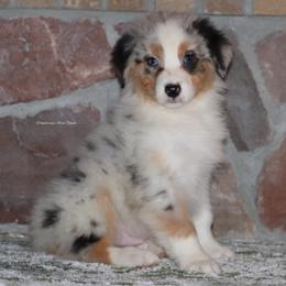 BMM6 - Blue merle Australian Shepherd puppy in Chehalis, Washington from Wandering Acres Ranch