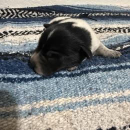 Angus - Blue male Australian Cattle Dog puppy in Marana, Arizona from Cactus Heelers Arizona