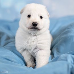 Blue girl - White female Berger Blanc Suisse puppy in Chestnut, Illinois from Fireside Fernweh