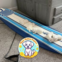 Maltese Puppies from Meyer Maltese Puppies - Deltona, FL