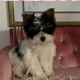 Yorkshire Terriers from Enchanted Yorkies
