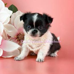 Shimmer - Black and white female Chihuahua puppy in Anderson, South Carolina from Lil Treasures Chihuahuas