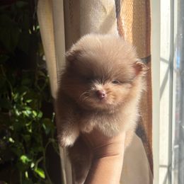 Peanut - Cream sable male Pomeranian puppy in Denver, Colorado from Tiny Tornado Poms