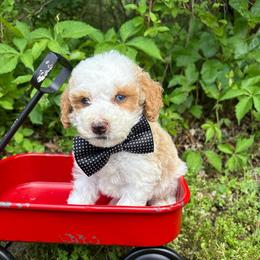 Black collar - Red male Bernedoodle puppy in Calico Rock, Arkansas from Cottrell’s Poodles & Doodles