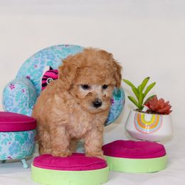 Poodle Puppies from Teacup & Toy Poodles