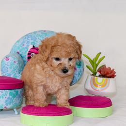 Poodle Puppies from Teacup & Toy Poodles