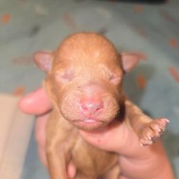 Miss Mint - Red  female Poodle puppy in Dolan Springs, Arizona from High Desert Companions