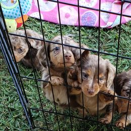 Dachshund Puppies from FLYING L Dachshund Academy