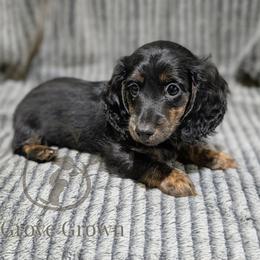 Linguine - Black and tan female Dachshund puppy in Salina, Kansas from Grove Grown Dachshunds