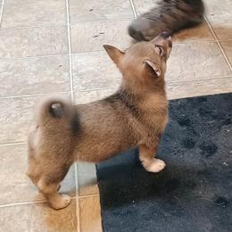 Runa - Gray female Swedish Vallhund puppy in Ellensburg, Washington from Faery Mount Farm