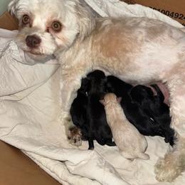 Havapoo puppies from Pridespoodles
