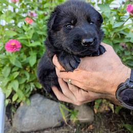 Joey (Blue Collar) - Black male German Shepherd puppy in Mason, Michigan from Sweet Breeze Acres