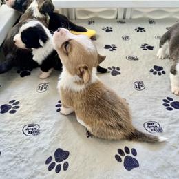 Ollie - Sable and white male Cardigan Welsh Corgi puppy in San Antonio, Texas from White Paws Cardigan Corgis