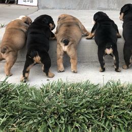 "Dude x Maya" Bulldog Puppies from Wellington Bulldogs