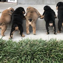 "Dude x Maya" Bulldog Puppies from Wellington Bulldogs