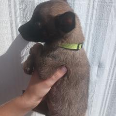 Yellow collar - Fawn sable male Belgian Malinois puppy in Marshall, Michigan from McMillan Malinois