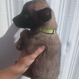 Yellow collar - Fawn sable male Belgian Malinois puppy in Marshall, Michigan from McMillan Malinois