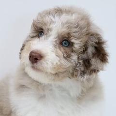 Bordoodle and Goldendoodle Puppies from Pacific Northwest Doodles
