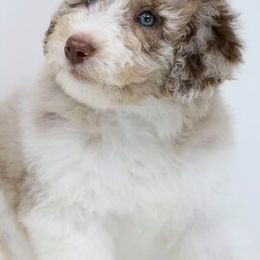 Bordoodle and Goldendoodle Puppies from Pacific Northwest Doodles