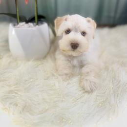 Trina - Wheaten female Miniature Schnauzer puppy in Overton, Texas from Beards & Bows Schnauzer Farm