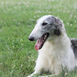 Wealthy - Borzoi