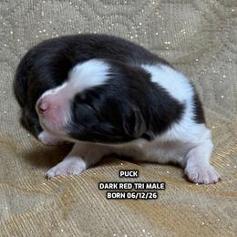 Puck - Red tri-color male Australian Shepherd puppy in Bethany, Connecticut from Wynter Thyme Manor Australian shepherds
