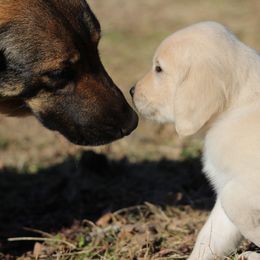 Golden Retriever Puppies from Golden Barnes Kennel