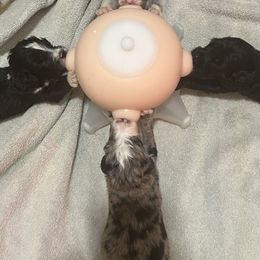 Aussiedoodle, Australian Shepherd, and Other Puppies from RoseWest Farms