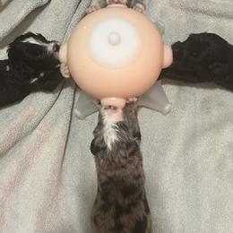 Aussiedoodle, Australian Shepherd, and Other Puppies from RoseWest Farms