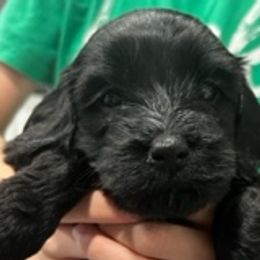 Girl 2 - Black Cockapoo puppy in Sun City, Arizona from Rachel's Sunny Side Cockapoos