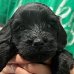 Girl 2 - Black Cockapoo puppy in Sun City, Arizona from Rachel's Sunny Side Cockapoos