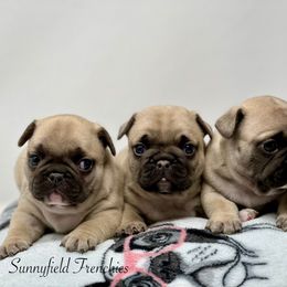 French Bulldog puppies from Sunnyfield Frenchies