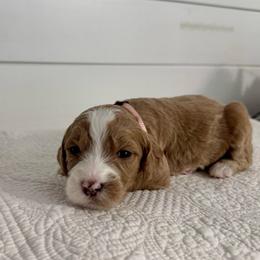 Nutmeg - Red  female Goldendoodle puppy in Stanford, Kentucky from Holloway Goldendoodles