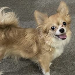 Corgi - Chihuahua